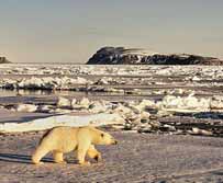 Expeditionskreuzfahrten - Norwegen, Arktis: Eisbärenexpedition nach Nordspitzbergen - Bär im Packeis